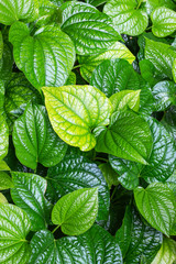 Green betel in the garden.