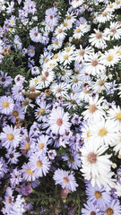 Obraz premium Autumn flowers