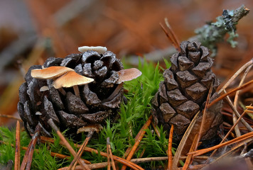Late autumn mushrooms