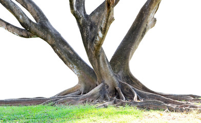 Roots of tree and trunk isolated on white background.