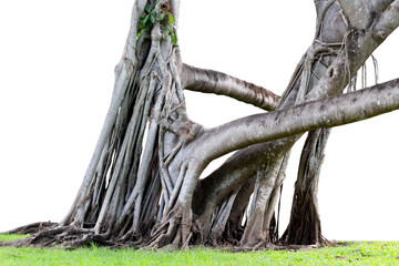 Roots of tree and trunk isolated on white background.