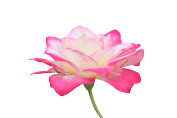 White rose flower with pink edge blooming and stem isolated on white background with clipping path