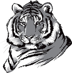 tiger head vector