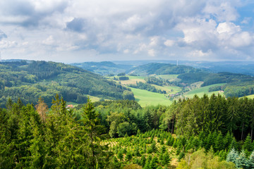 Germany, Young tree seedlings and old conifer fir trees from above in black forest vacation region