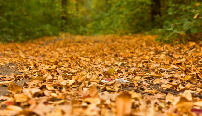 autumn carpet