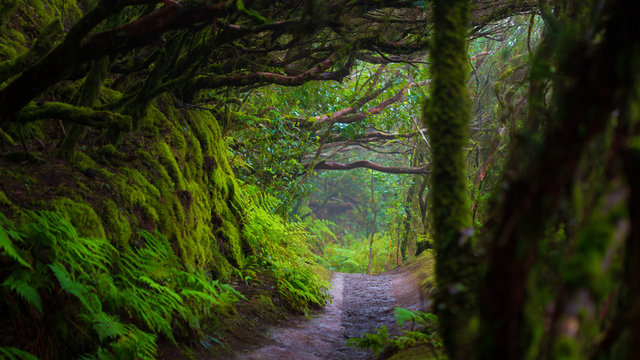 Fototapeta Path in Anaga Rainforest on Tenerife island, Spain.