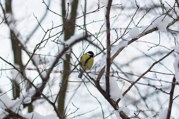 Winter bird