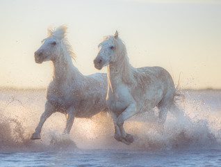 Fototapeta na wymiar white horse in the water