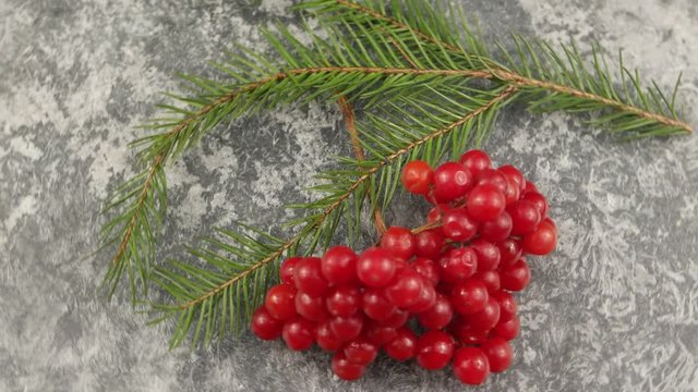 Winter still life with red viburnum berries and branch of pine on the surface with hoarfrost, background 