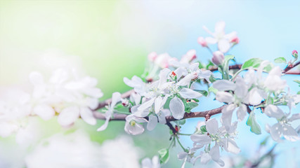 Spring branch with white small flowers. Background. Copy space
