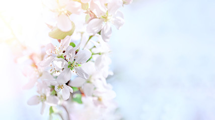 Fototapeta na wymiar Spring branch with white small flowers. Background. Copy space