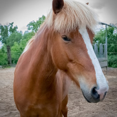 Obraz premium Portrait of bay horse with a mark on the muzzle on background of trees. Closeup