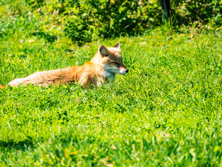 北海道 キタキツネ