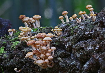 autumn mushrooms © Mindaugas