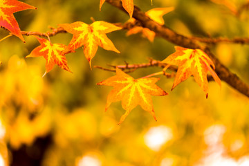 autumn colors and leaves in Ioannina city greece