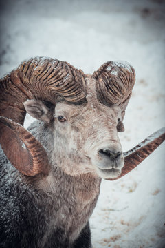 Portrait of markhor in the snow.