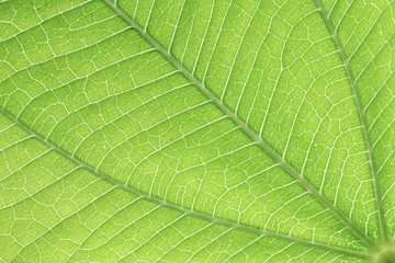 Green leaves background. Leaf texture