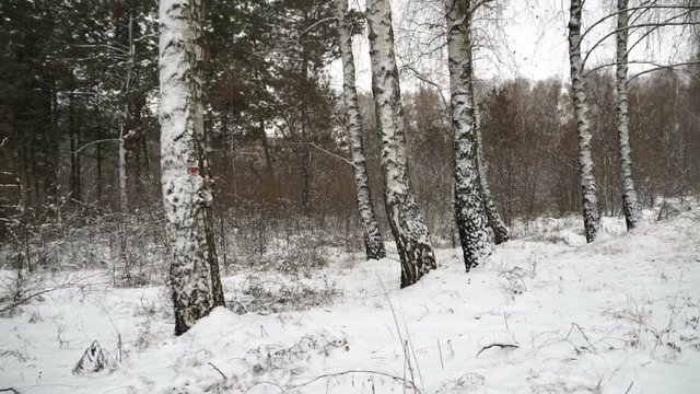 Steadicam shot of the birch forest in winter. Winter landscape. Christmas.