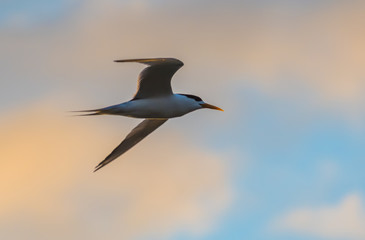 Crested Tern in the Early Morning Light