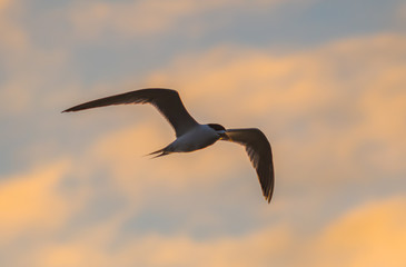 Crested Tern in the Early Morning Light