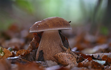 autumn mushrooms