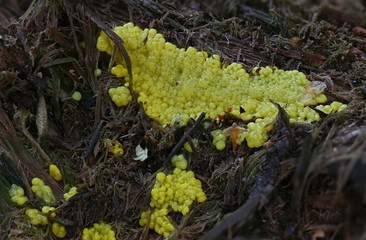 Slime mold wild forest