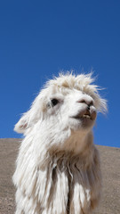 Peruvian Llamas, the famous South American animal, Peru