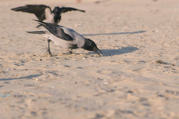 Birds crows eat bread on the sandy dune beach.