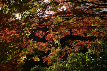 日本の秋　紅葉　風景