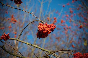 Autumn Blue Sky Orange Berry Branch