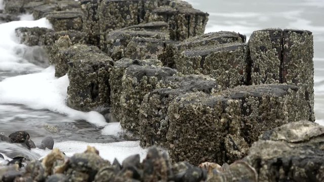 Wattenmeer, Buhne