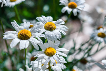 daisies are blossoming in the field