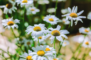 daisies are blossoming in the field