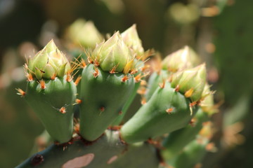 closeup of cactus