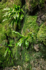 moss and ferns in the forest