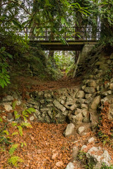 wooden bridge in the forest