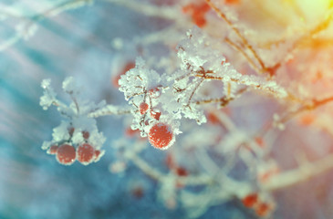 Red berries of viburnum with hoarfrost