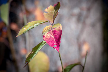  Macro Red Green Orange Autumn Leaves Grey Background