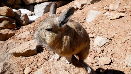 Viscacha, similar to chinchillas 