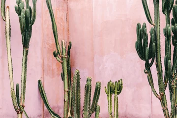 Foto op Plexiglas Cactus Planten op roze concept. Cactus op roze muurachtergrond. Minimale plantenkunst