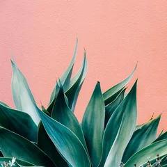 Zelfklevend Fotobehang Planten op roze mode concept. Groen op roze muurachtergrond. Minimaal plantontwerp © Porechenskaya