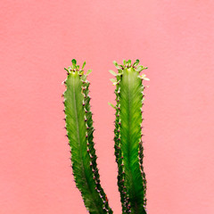 Plants on pink concept. Cactus on pink wall background. Minimal  art
