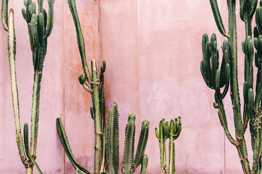 Plants on pink concept. Cactus on pink wall background. Minimal plant art