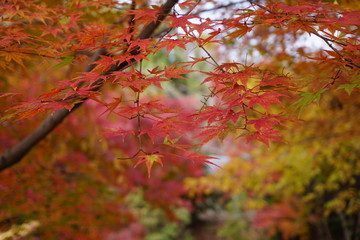 紅葉