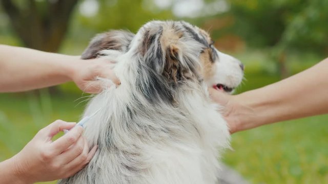 The dog is injected under the skin with a microchip syringe with a thick needle