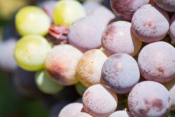 Detailed grapes of a vineyard during summer