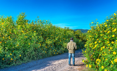 The man relaxing alone on a rural road with two sides of the road is wild sunflowers bloom in yellow, colorful scene, beautiful nature