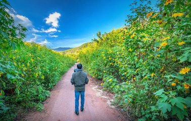 The man relaxing alone on a rural road with two sides of the road is wild sunflowers bloom in yellow, colorful scene, beautiful nature