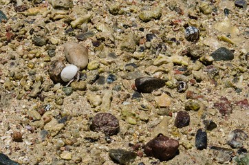 Crab hermit in her shell on the shore of the sea.