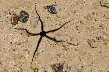 Starfish in coastal waters.